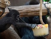 "من حق القرود تدلع".. غوريلا حديقة حيوان براج تواجه الحر بالفواكه المثلجة