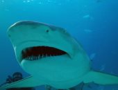 علماء أستراليون يصممون بذلة غطس للحماية من هجمات سمك القرش