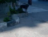 كلب صاحب جراج يثير الرعب بين المارة والأطفال بالإسكندرية  