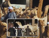 صور.. اشتعال سوق الجمال فى أسوان قبل عيد الأضحى.. التجارة السودانية تنعش مصر بـ5آلاف رأس أسبوعيا.. سعر الجمل يصل لـ30 ألف جنيه.. والتجار يطالبون بتسهيل الاستيراد وفتح معامل لتحليل العينات بالمحافظة