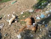 صور.. حملة للقضاء على الكلاب الضالة بإحدى قرى كفر الزيات بالغربية