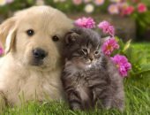 تربية الحيوانات الأليفة يعالج ثلث مرضى الاكتئاب غير المستجيبين للعلاج