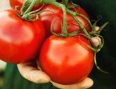 دلع جسمك بالطماطم.. تحميك من السرطان وتحافظ على قلبك وعينيك