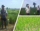وزير الرى: حظر زراعات الأرز فى غير المناطق المصرح بها وغرامة على المخالفين