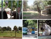 العيد فرحة ولعب.. الحدائق تنهى استعداداتها وتنتظر المحتفلين.. حديقة الحيوان بالجيزة تقدم لضيوفها بانوراما "الكنغر الأحمر".. "الأورمان".. حيث المسحطات الخضراء.. و"الفسطاط" تعدكم بعروض "أراجوز" مبهرة