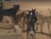 قارئ يشكو من انتشار الكلاب الضالة بالجيزة