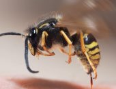هكذا تحاول بريطانيا حماية النحل من الانقراض