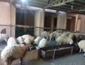صور.. الداخلية تطرح 4 آلاف رأس خراف وعجول حية بـ10 شوادر بأسعار مخفضة
