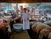 استعدادات عيد الأضحى بشوارع المحروسة.. ضحك ولعب وشوادر فى انتظار حدث سعيد