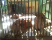 صور.. حديقة الحيوان بكفر الشيخ تتزين لاستقبال الآلاف فى عيد الأضحى