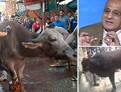 "الذبح خارج السلخانة".. تحذير كل عيد والاستجابة صفر.. بيطريون: 5% من الأضحيات تُذبح بالمجازر.. وانتشار دماء ومخلفات الأضاحى فى الشوارع كوارث بيئية.. "الزراعيين": جزارون يتجنبون السلخانات لذبح الحيوانات المريضة