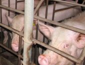 بلغاريا تعلن تفشى حمى الخنازير الأفريقية فى 6 قرى جديدة