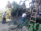 صور.. سقوط شجرة أمام مجمع سينما جلاكسى بمصر القديمة