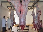 ذبح 65 عجلاً وتوزيعها على الأسر الأولى بالرعاية فى مراكز وقرى الإسماعيلية