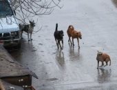 شكوى من انتشار الكلاب الضالة بمنطقة المستقبل فى العبور