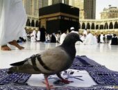 أطياف من حمام الحما تزين سماء الحرم المكى وتخطف قلوب وعيون ضيوف الرحمن