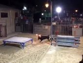 جنون التصوير.. امرأة تتعرض للنطح من ثور بقرون مشتعلة فى إسبانيا.. فيديو