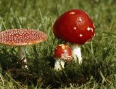 "FDA" توافق على إجراء أول تجربة لعلاج الاكتئاب بالفطر السحرى