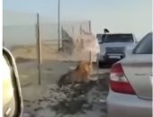 هروب ملك الغابة.. أسد يهاجم السيارات بالكويت ويحدث فزعاً بين المارة.. فيديو