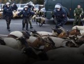فيديو.. تفاصيل القبض على 20 خروفا فى فرنسا