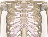 اعرف جسمك.. كم عدد أضلاع القفص الصدرى فى جسم الإنسان؟
