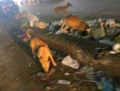 قارئ يشكو انتشار الكلاب الضالة بمنطقة مصنع المكرونة فى العمرانية الغربية