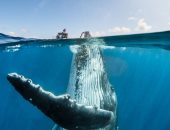 جربت تلعب مع حوت؟.. مستكشفون فى مغامرة بأعماق المحيط الهادى..  صور
