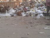 شكوى من انتشار الكلاب الضالة بسبب تراكم القمامة فى شوارع المطرية