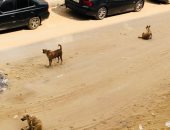  الكلاب الضالة والشرسة تحاصر شوارع زهراء المعادى 