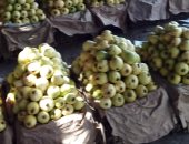 5 توصيات هامة لمزارعى الجوافة يجب اتباعها خلال شهر يوليو