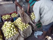 الزراعة: روشتة لأشجار الجوافة لمكافحة 5 أمراض للمحصول لزيادة الإنتاج