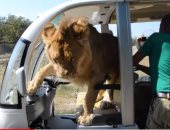 شاهد.. أسد يتسلق سيارة سياحية فى حديقة "تايجان للحيوانات المفترسة"