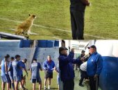 صور.. الكلب الوفى يتقمص دور المدرب المساعد فى فريق بارجواى