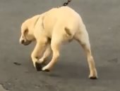 فيديو لـ"كلب" يحقق 3 ملايين مشاهدة فى ساعتين.. تعرف على السبب