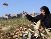 "الدهب طارح فى الغيطان" ..  موسم حصاد الذرة