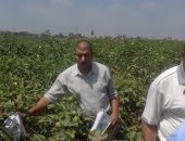 صور.. فلاحو الشرقية يطالبون الحكومة بعودة الدورة الزراعية