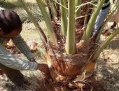 قطاع الزراعة بالوادى الجديد ينفذ حملة لمكافحة سوسة النخيل بمنطقة الخارجة