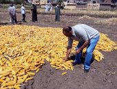صور.. الإرشاد الزراعى بالأقصر ينظم يوم الحصاد للذرة الشامية بمدينة القرنة