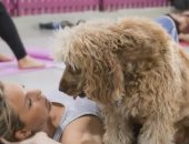 شاهد.. لأول مرة ممارسة التمارين الرياضة مع الكلاب تساعدك على الاسترخاء  