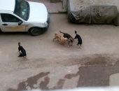 قارئ يشكو من انتشار الكلاب الضالة بشارع المرأة الجديدة فى مصر القديمة