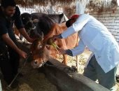 تحصين 162 ألف و 112 رأس ماشية ضد أمراض الحمى القلاعية والجلد العقدى بالغربية