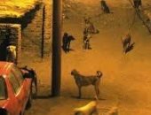 قارئه تشكو من انتشار الكلاب الضالة بمدينة 6 اكتوبر