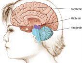 اعرف جسمك .. 5 وظائف مهمة يقوم بها الدماغ المتوسط 