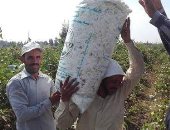 "زراعة الشرقية": حصاد 37 ألف فدان من محصول القطن و11 نقطة لجمع الأقطان