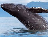 الجيش البريطانى يساعد فى نقل حوت ضخم بأسكتلندا