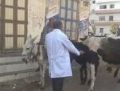 طب بيطرى كفر الشيخ يحصن 80 ألف رأس ماشية من الحمى القلاعية والوادى المتصدع