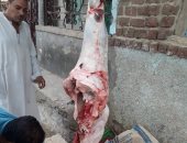 صور.. ضبط 220 كيلو لحوم فاسدة فى حملة تموينية بمدينة طما فى سوهاج