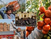 ملف الطماطم المضروبة أمام البرلمان.. زراعة النواب: تشكيل لجنة تقصى حقائق حول الأزمة.. مجدى ملك: يجب محاسبة المسئولين عن دخول تقاوى مصابة بفيروس وتعويض الفلاحين.. و"غطاطى" يطالب بتشديد الرقابة على أسواق المبيدات