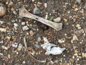 لندن تفتح تحقيقا حول إعادة استخدام المقابر للدفن بعد العثور على جمجمة وعظام