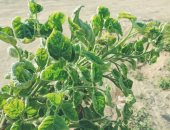 الزراعة: مرور حقلى لزراعات العروة النيلية للطماطم لمواجهة المناخ المتغير
